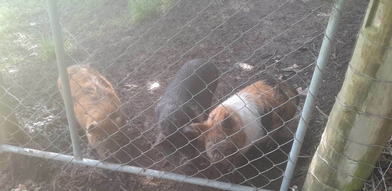 Kune kune pigs Carousel 2