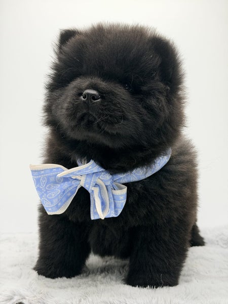 Purebred ChowChow Puppies64240767089793113