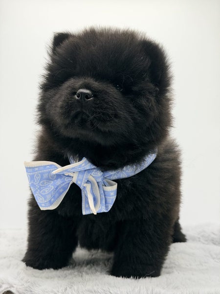 Purebred ChowChow Puppies64240767089793112