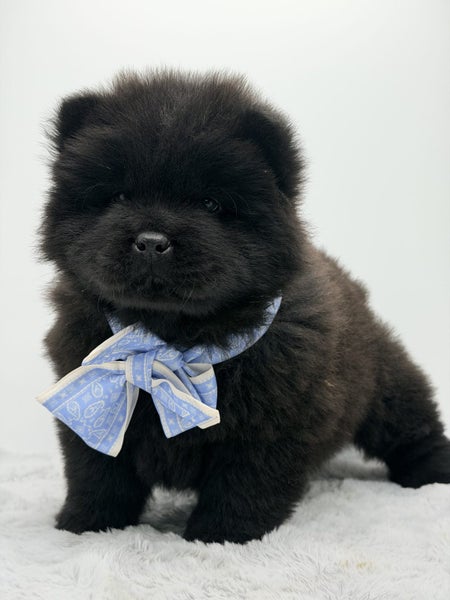 Purebred ChowChow Puppies64240767089793111