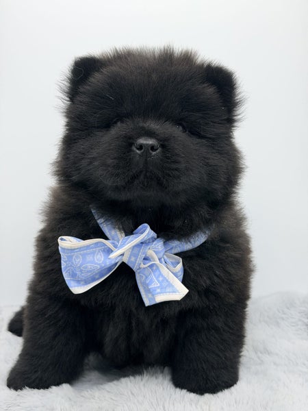 Purebred ChowChow Puppies64240767089793110