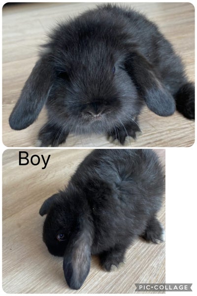 Purebred Harliquin mini lops Carousel 2