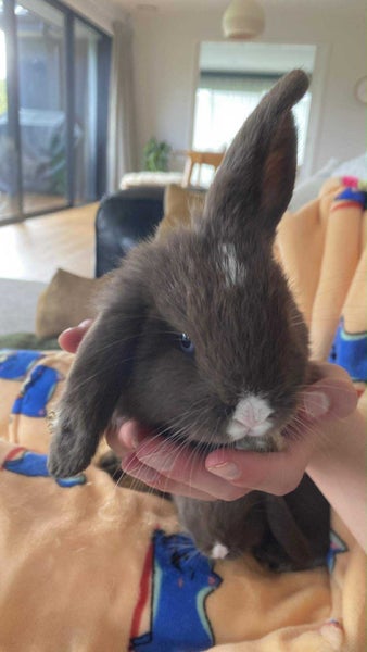 Pure Bread Mini Lop Kits Carousel 1
