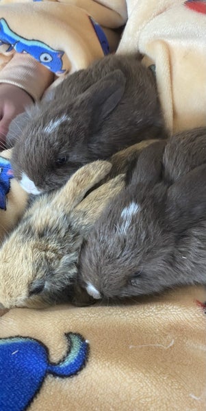 Pure Bread Mini Lop Kits Carousel 2