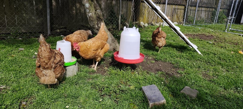 Chicken Carousel 1