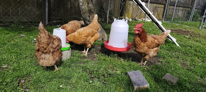 Chicken Carousel 2