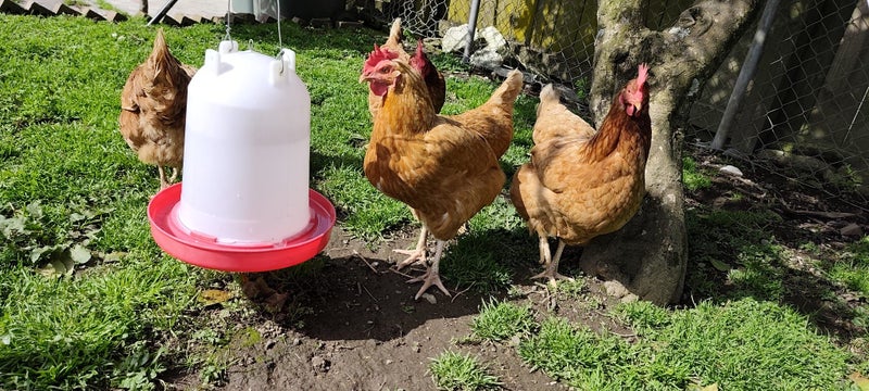 Chicken Carousel 4