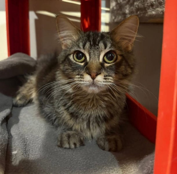 Rescue teen cat Kirby Carousel 2
