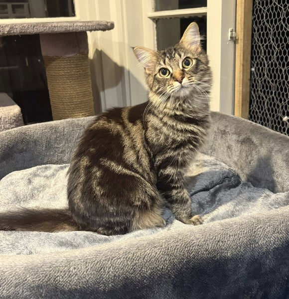 Rescue teen cat Kirby Carousel 1