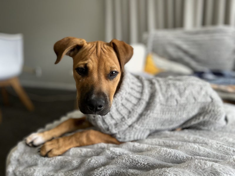 Madi (Ellie's Canine Rescue & Rehome) Carousel 2