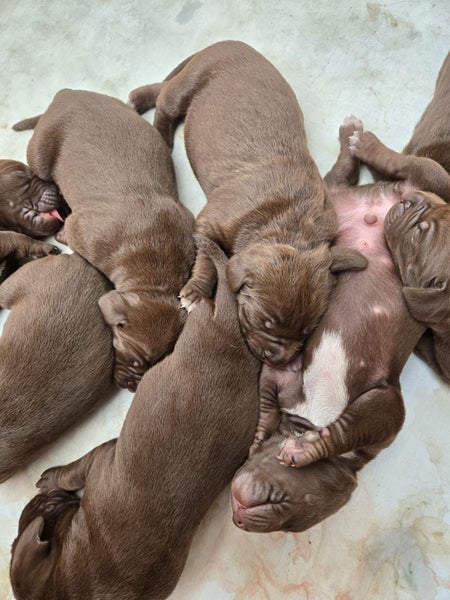 HUNGARIAN VIZSLA X GSP63954151382401112