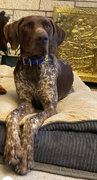 HUNGARIAN VIZSLA X GSP63954151382401113