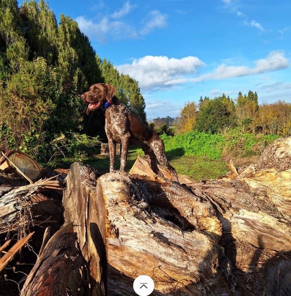 HUNGARIAN VIZSLA X GSP63954151382401114