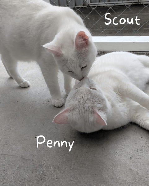 Animal Care Turangi - PENNY & SCOUT Carousel 1