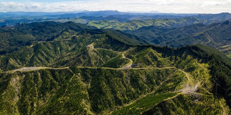 Waihora Forest: Gisborne Multi-option Investment64048800078465112