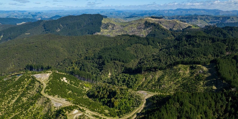 Waihora Forest: Gisborne Multi-option Investment64048800078465113