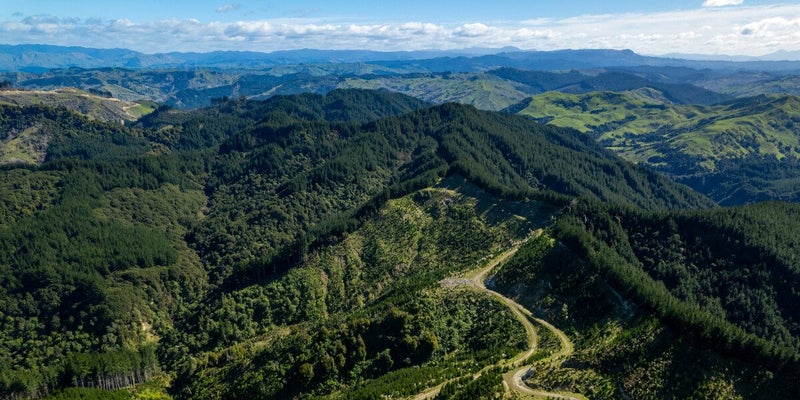 Waihora Forest: Gisborne Multi-option Investment64048800078465114