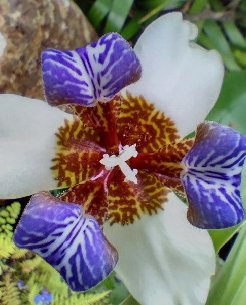 BIG Walking Iris, neomarica gracilis Carousel 1