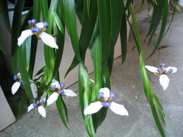 BIG Walking Iris, neomarica gracilis Carousel 7
