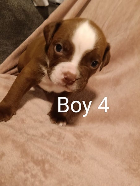 French Bull Mastiff x American Bulldog x Bully Carousel 2