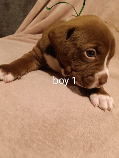 French Bull Mastiff x American Bulldog x Bully Carousel 1