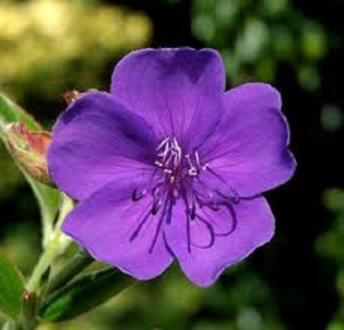 Tibouchina Edwardsii Princess Flower large royal purple blossoms flowering shrub Carousel 1