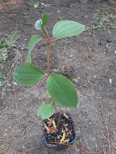 Tibouchina Edwardsii Princess Flower large royal purple blossoms flowering shrub Carousel 2