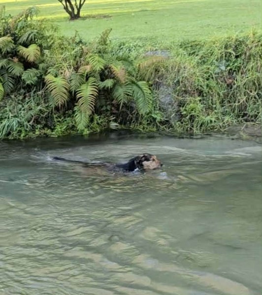 Inu - KTown Community Animal Welfare Society Carousel 4