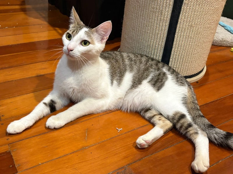 Barn home wanted: Rescue cat trio Julian, Miles & Cassie Carousel 3