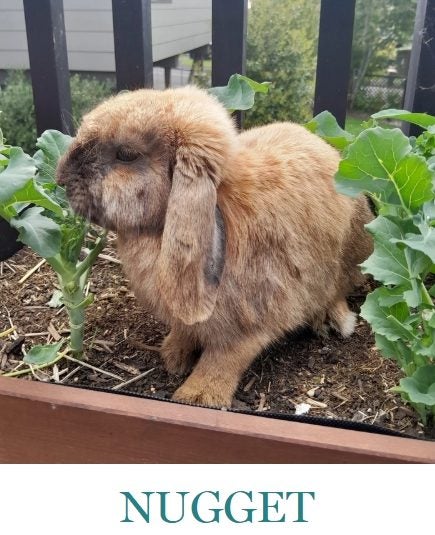 Mini Lop Bunnies - Rescued Rabbits Carousel 1