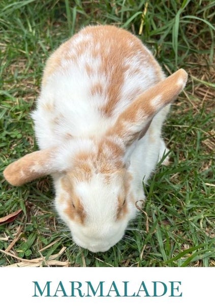 Mini Lop Bunnies - Rescued Rabbits Carousel 2