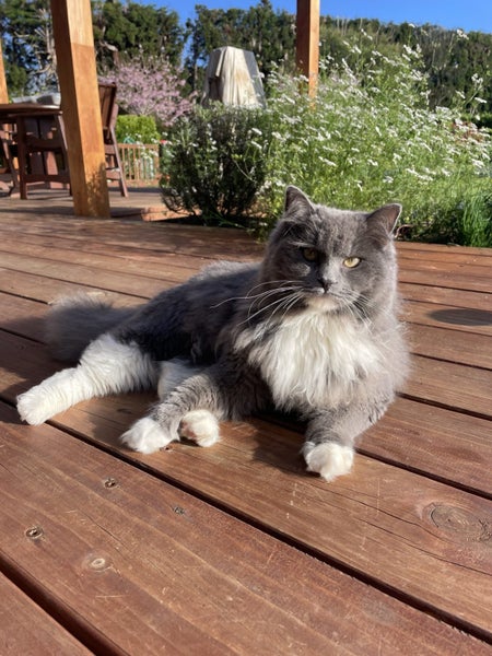 Male Ragdoll x Chinchilla Carousel 1