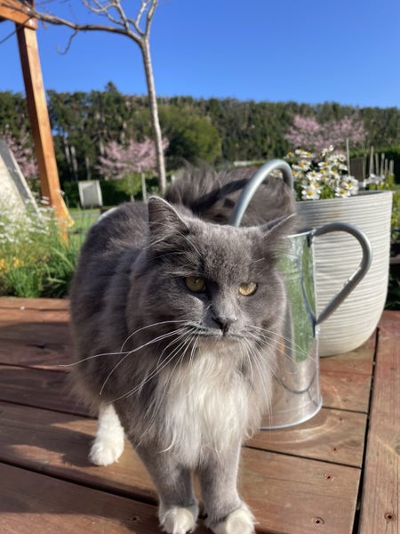 Male Ragdoll x Chinchilla Carousel 2