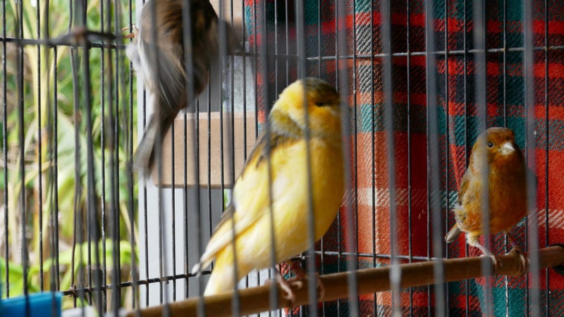 Canaries & Finches Carousel 6