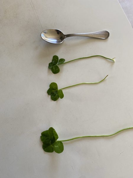 Four leaf very lucky clover Carousel 5