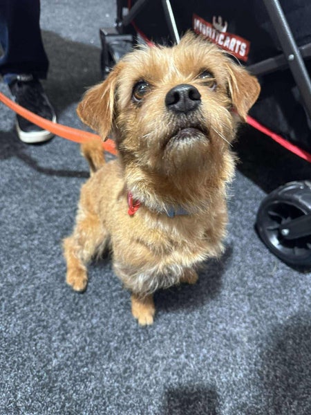 Whitby Rescue Dog - TDRP Carousel 3