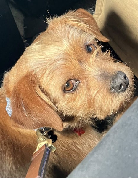 Whitby Rescue Dog - TDRP Carousel 1