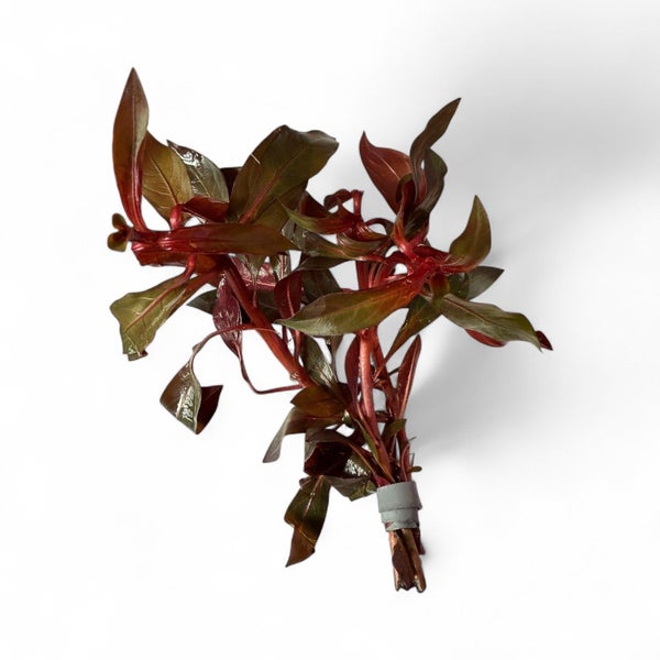 Ludwigia Glandulosa Carousel 1