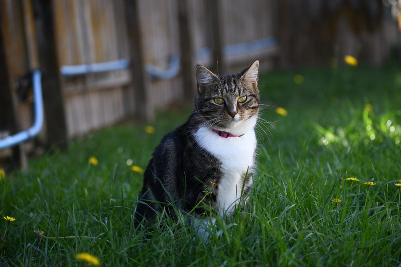 Lucy May is looking for a new home - outdoor cat Carousel 2