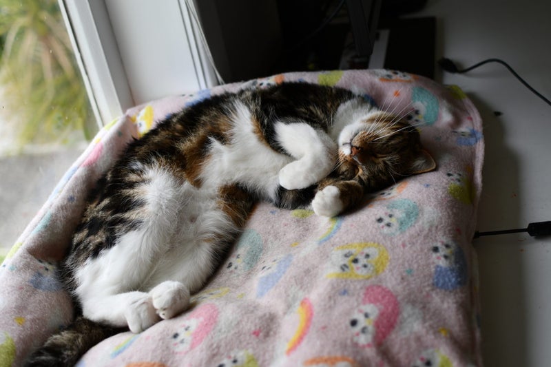 Lucy May is looking for a new home - outdoor cat Carousel 1