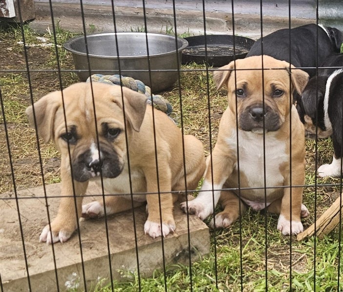 American Pocket Bully mixed breed Carousel 2