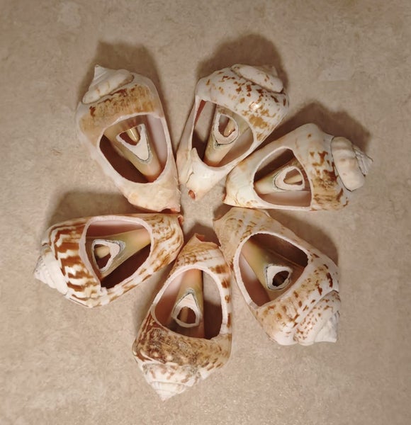 6x seashell chopsticks rests Carousel 1