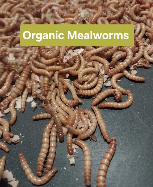 500 Live Organic Mealworms (about 70gm) Carousel 2