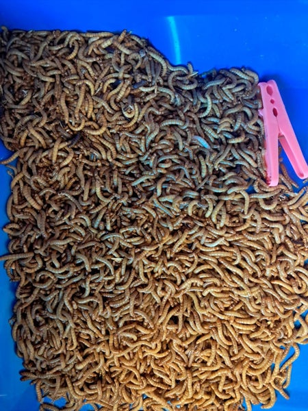 500 Live Organic Mealworms (about 70gm) Carousel 4