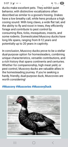 Muscovy Ducklings Carousel 4