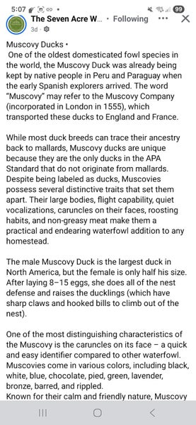 Muscovy Ducklings Carousel 2
