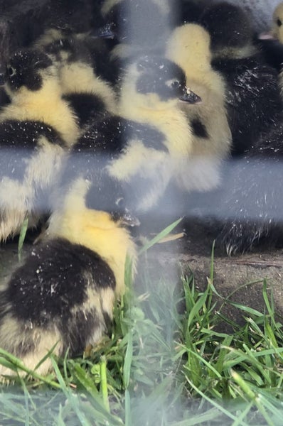 Muscovy Ducklings Carousel 4