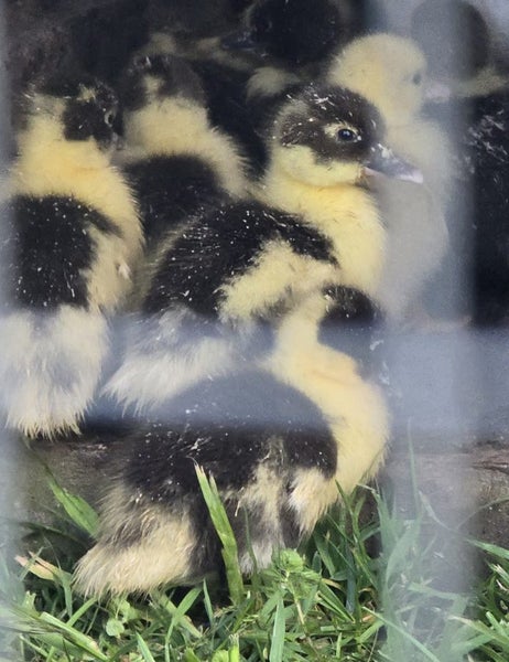 Muscovy Ducklings Carousel 1