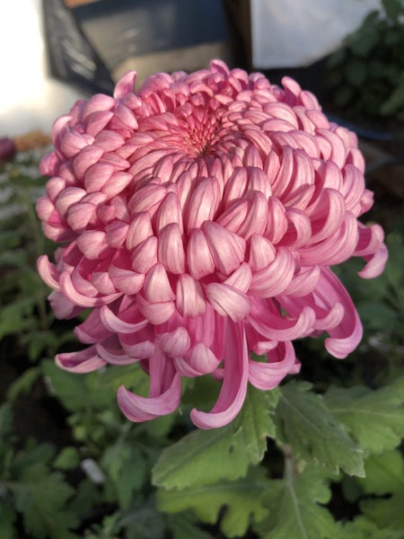 Chrysanthemum Luxor Carousel 1