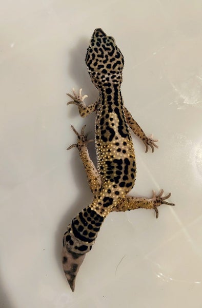 Young Leopard Gecko Carousel 3